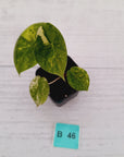 Alocasia 'Morocco' Variegated - SALE