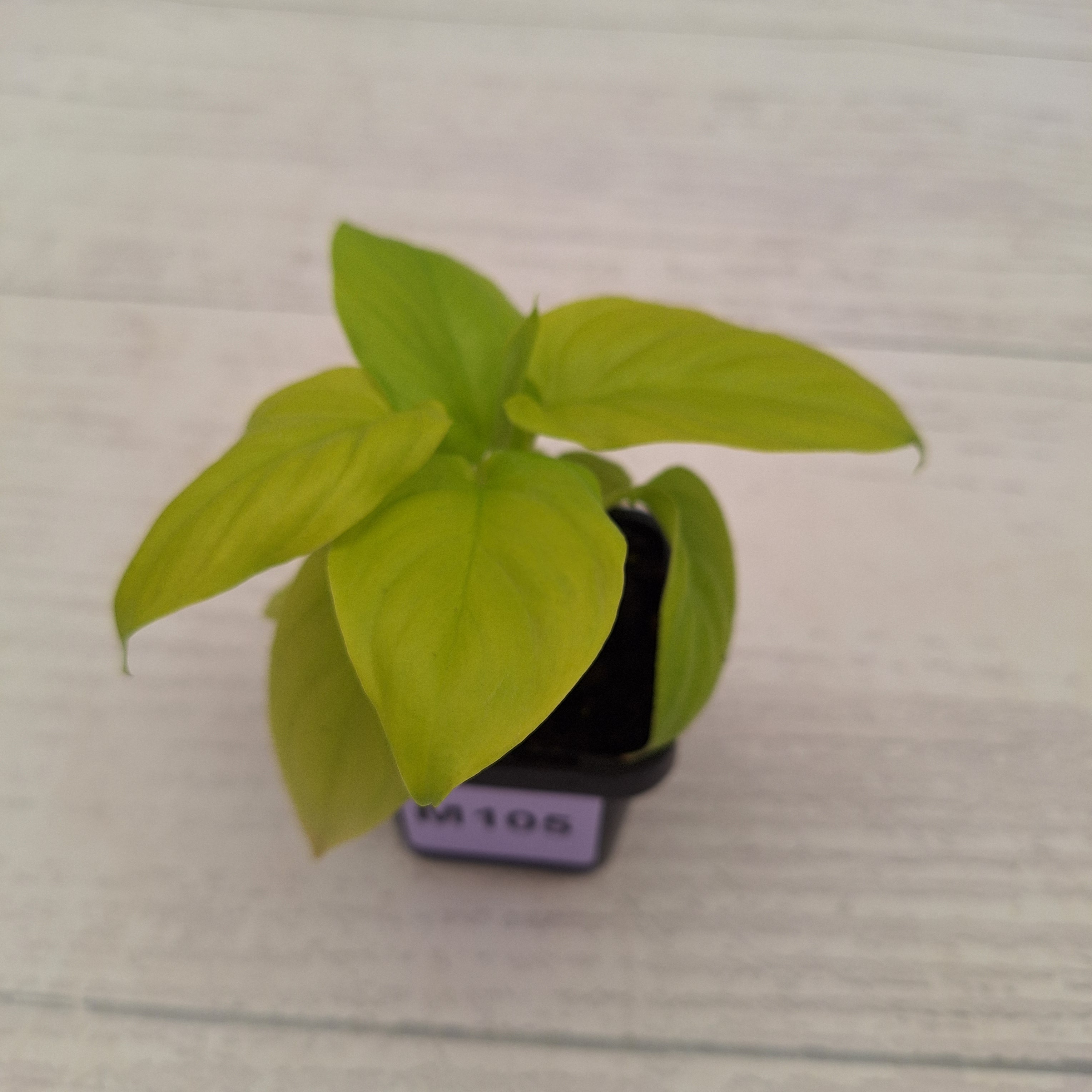 Homalomena rubescens Golden Hibiscus’ SALE