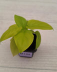 Homalomena rubescens Golden Hibiscus’ SALE