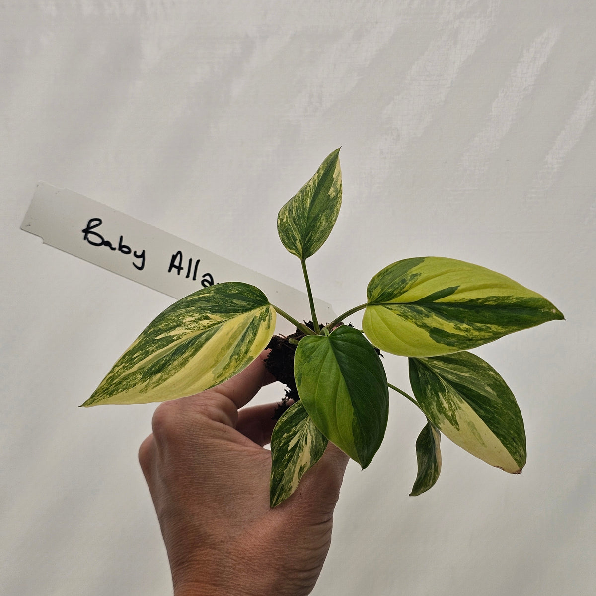 Homalomena rubescens Variegata - Bare Bottom Baby