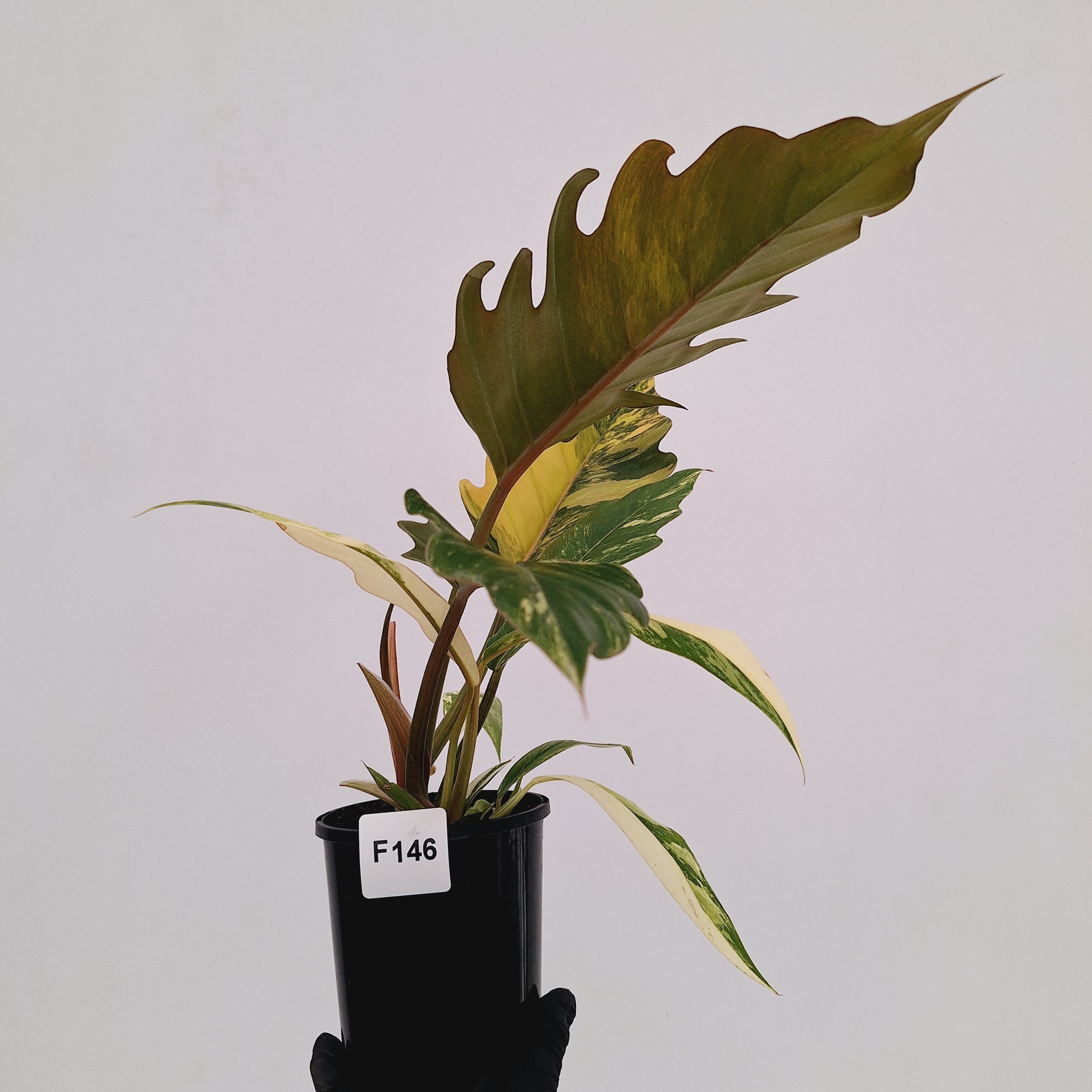 Philodendron serratum Caramel Marble