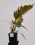 Philodendron serratum Caramel Marble