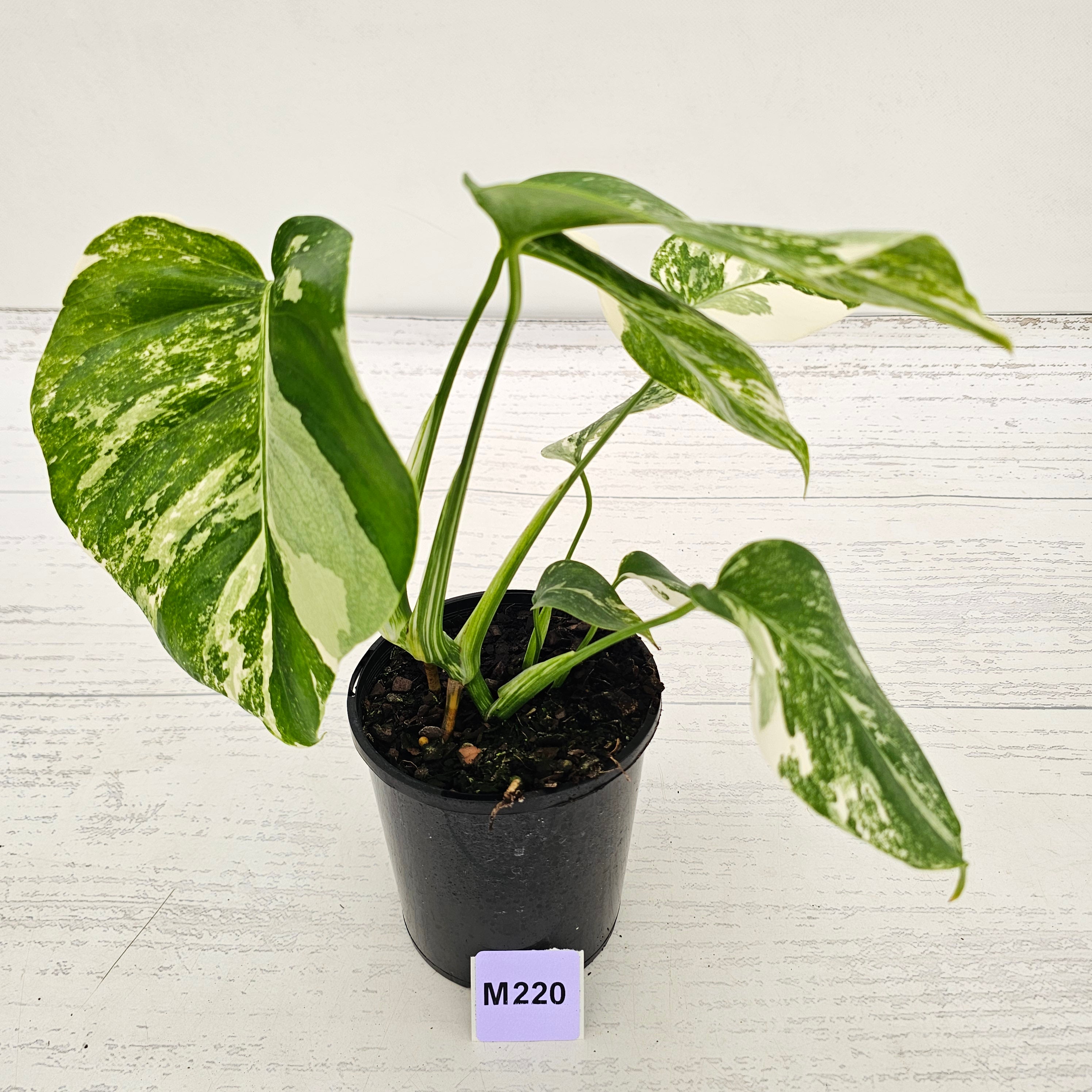 Monstera borsigiana 'Albo'