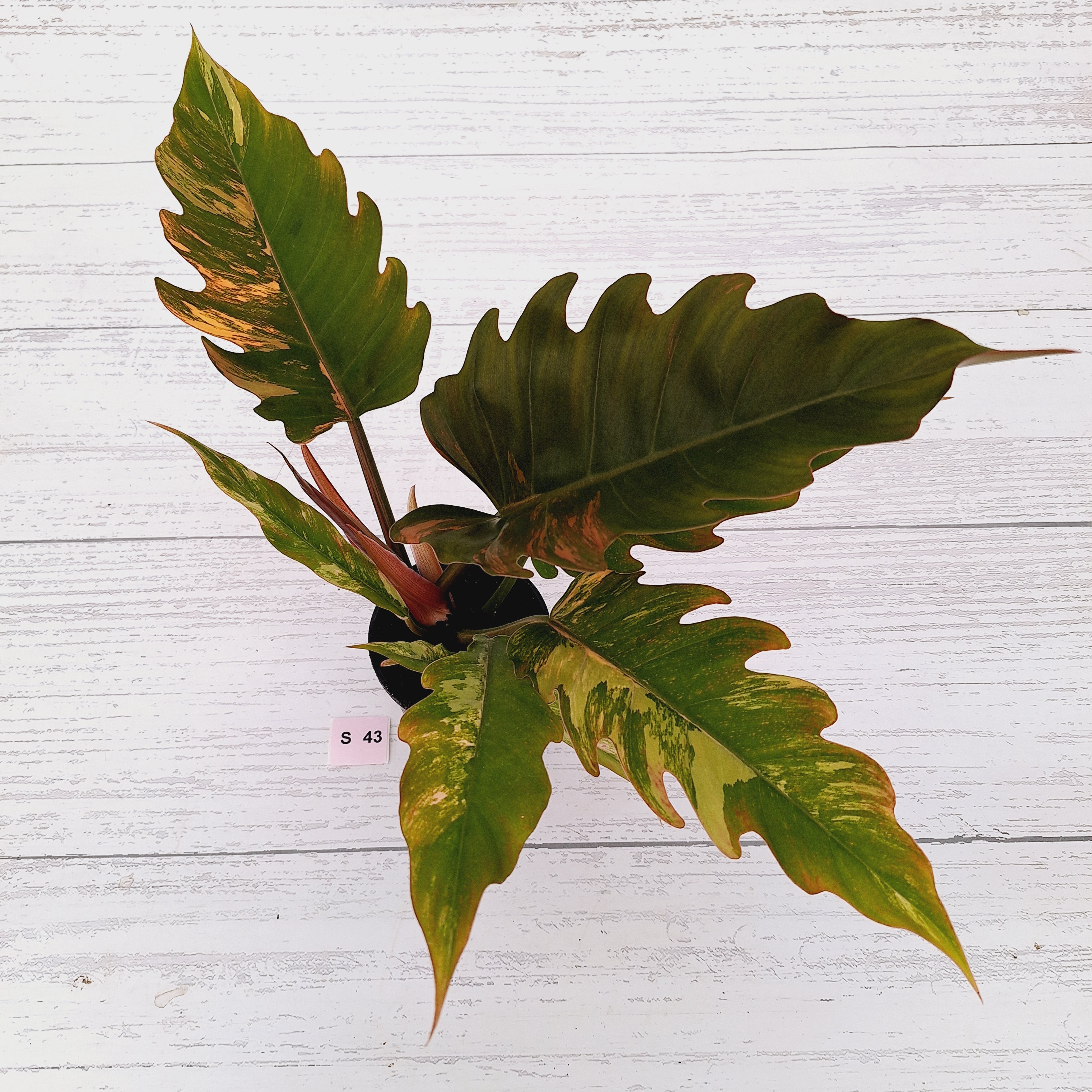 Philodendron serratum Caramel Marble
