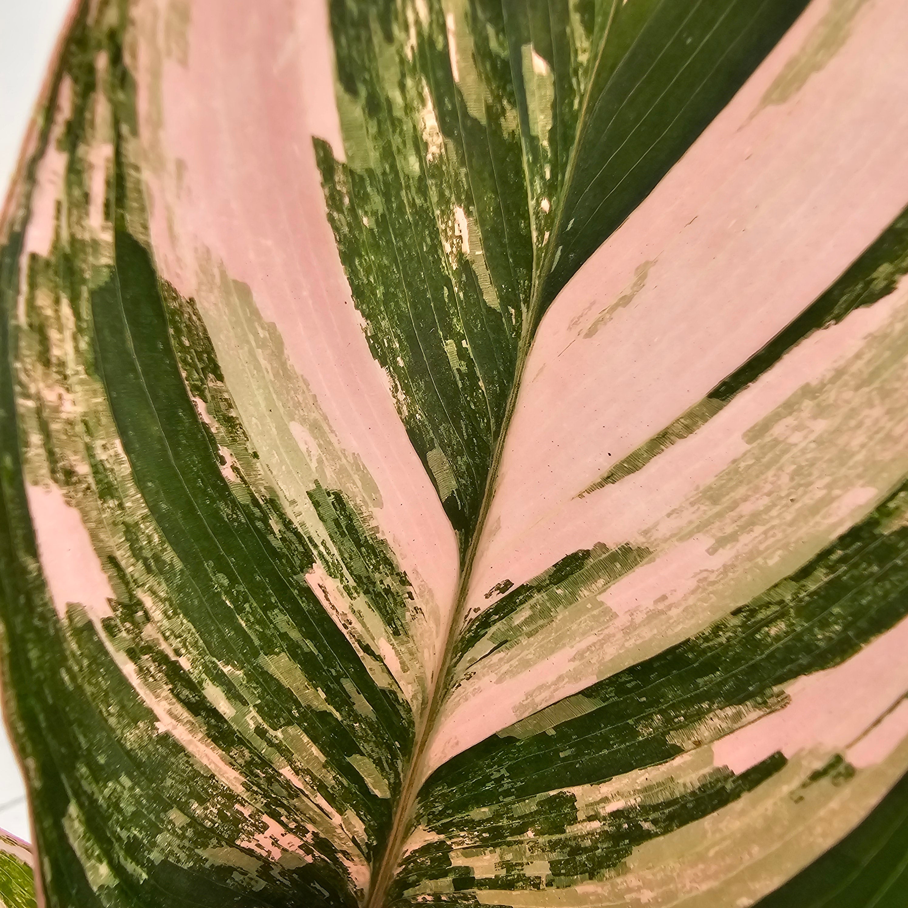 Calathea spp. Glaza