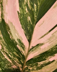 Calathea spp. Glaza
