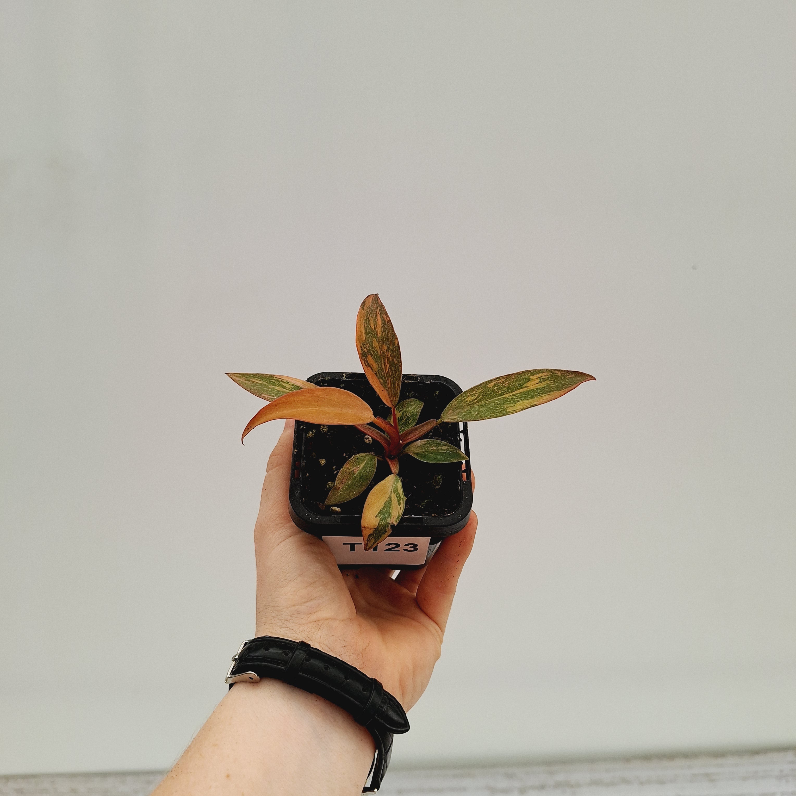 Philodendron &#39;Orange Princess&#39;