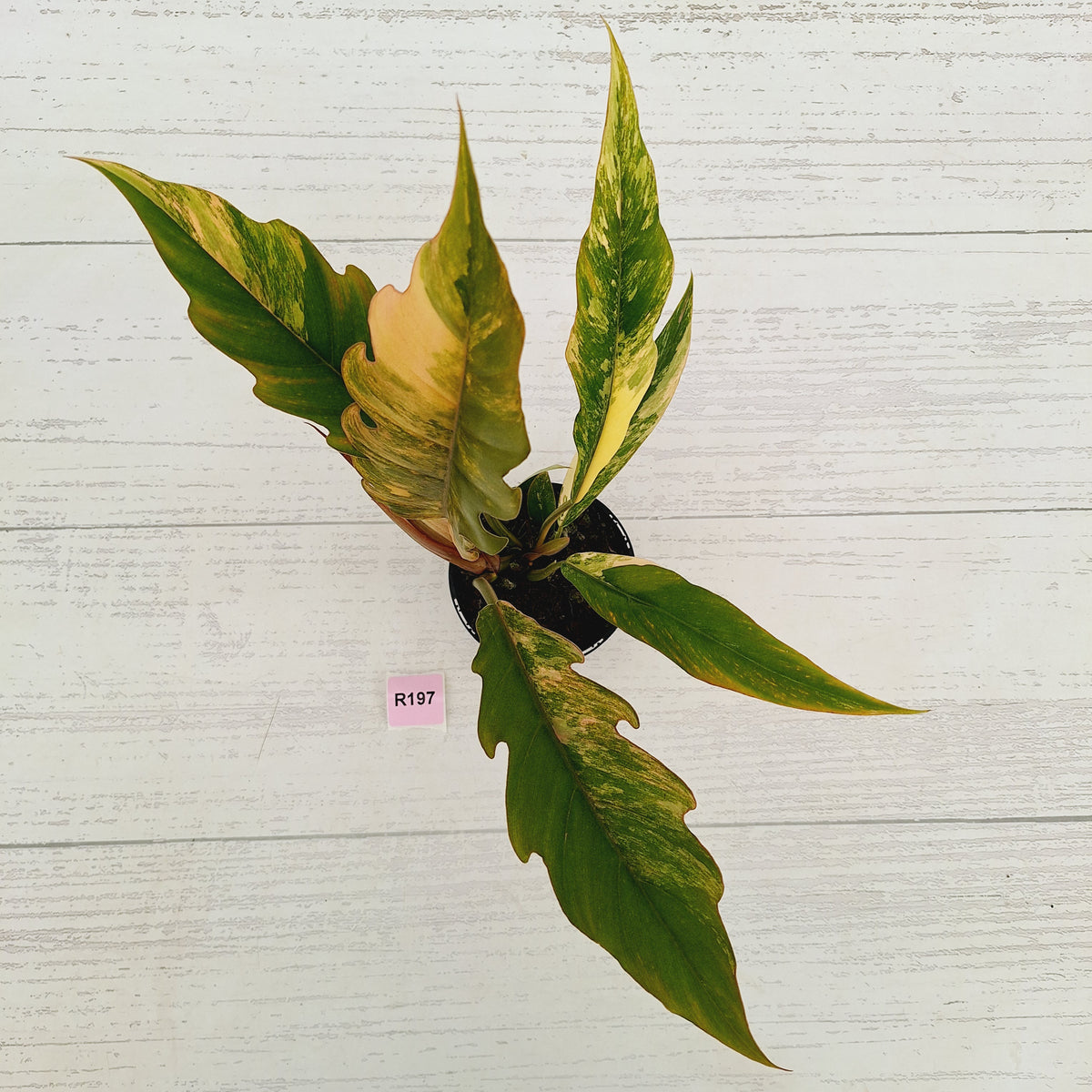 Philodendron serratum 'Caramel Marble'