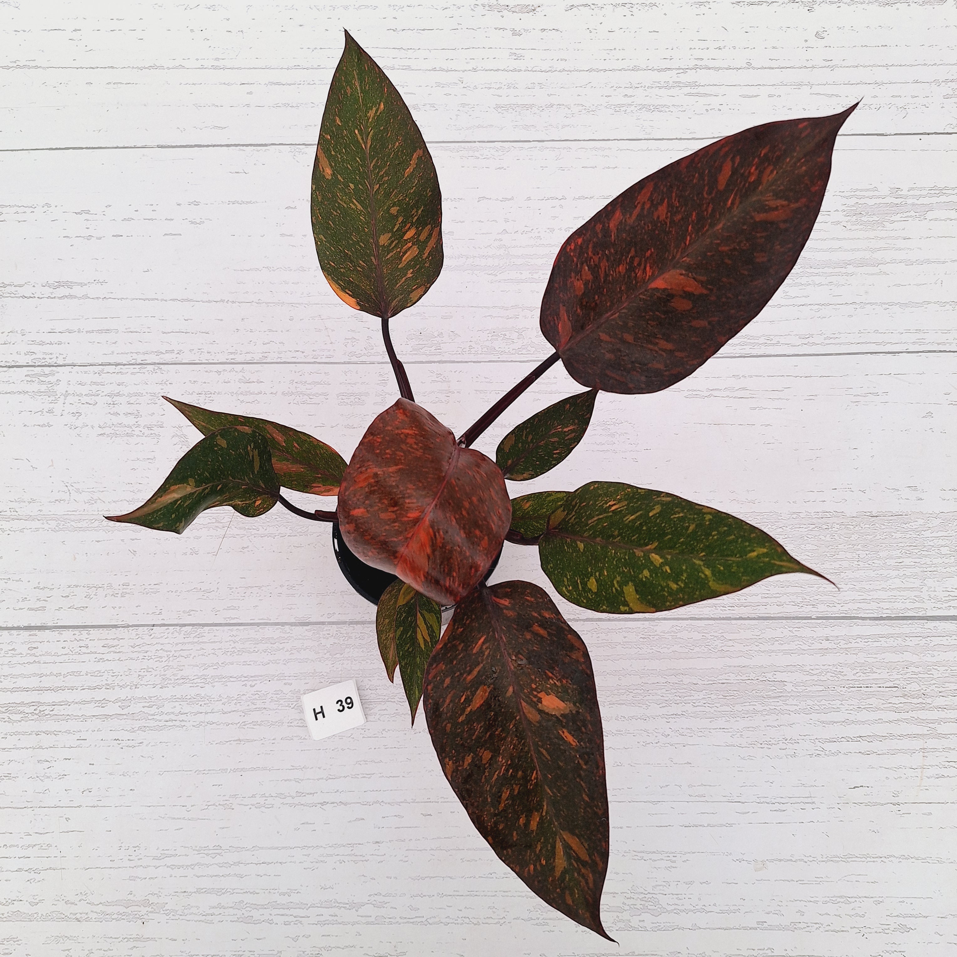 Philodendron 'Orange Princess' - FLASH SALE