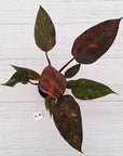 Philodendron 'Orange Princess' - FLASH SALE