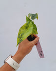 Alocasia ‘Simpo Aurea’ Variegata - Bare Bottom Baby