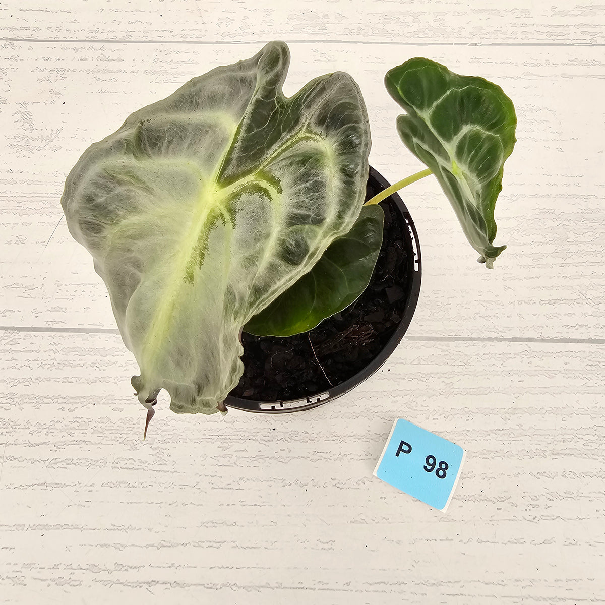 Alocasia Venom