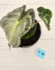 Alocasia Venom