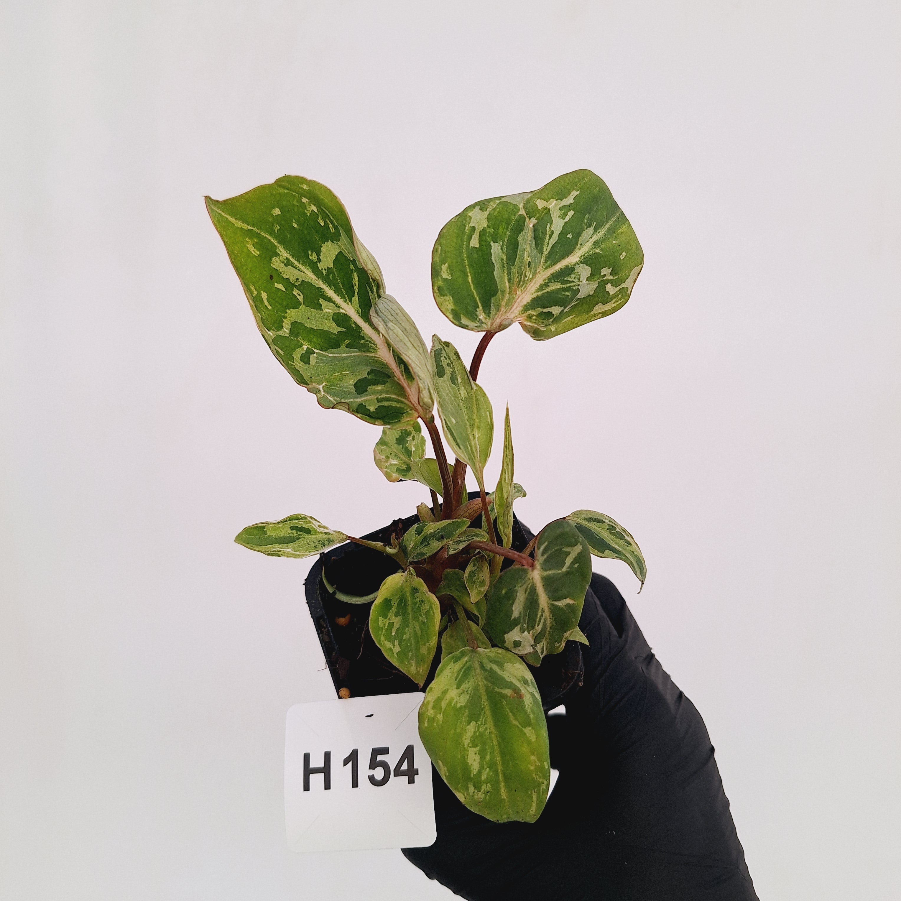 Philodendron gloriosum 'Snow Leopard'