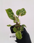 Philodendron gloriosum 'Snow Leopard'