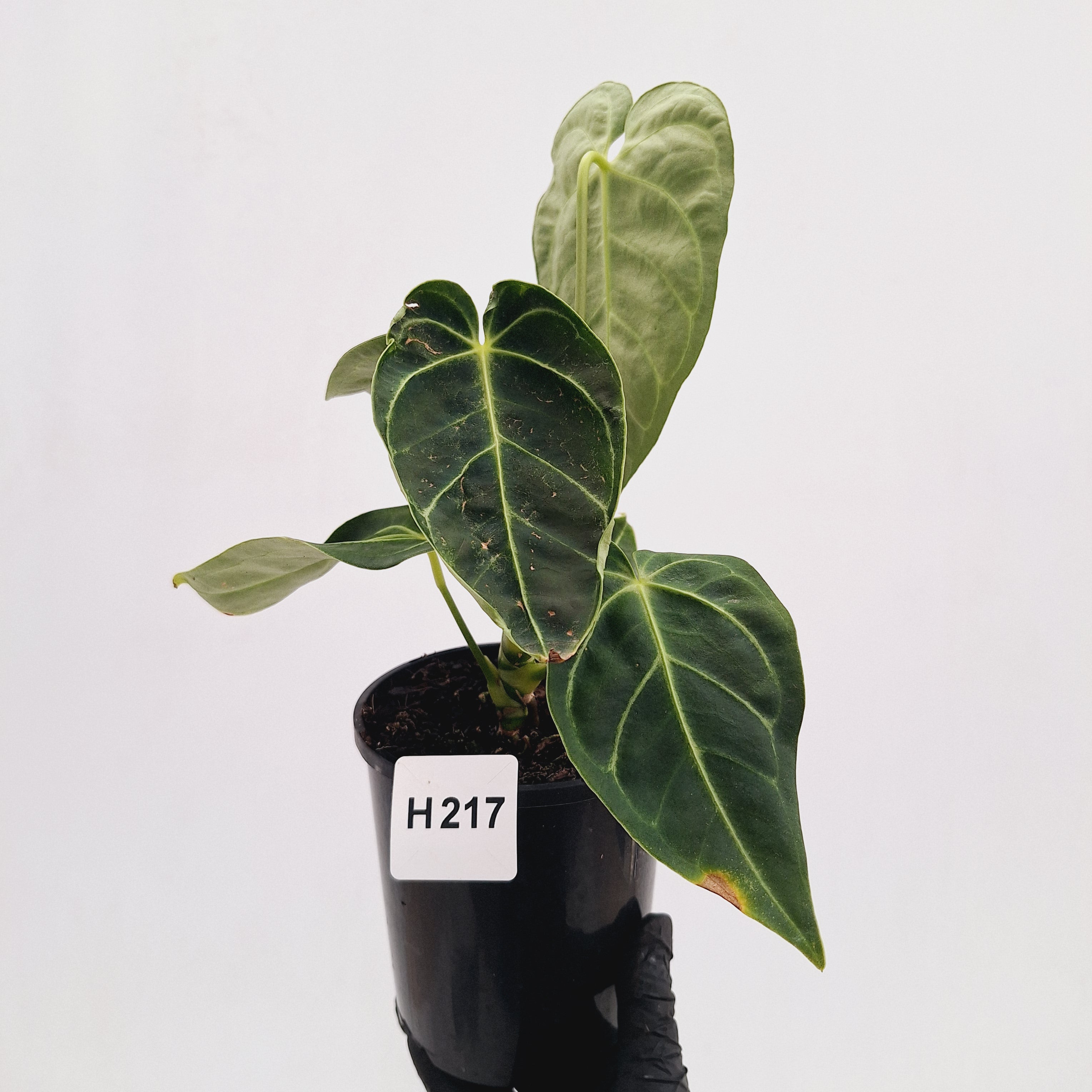 Anthurium Regale