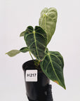 Anthurium Regale