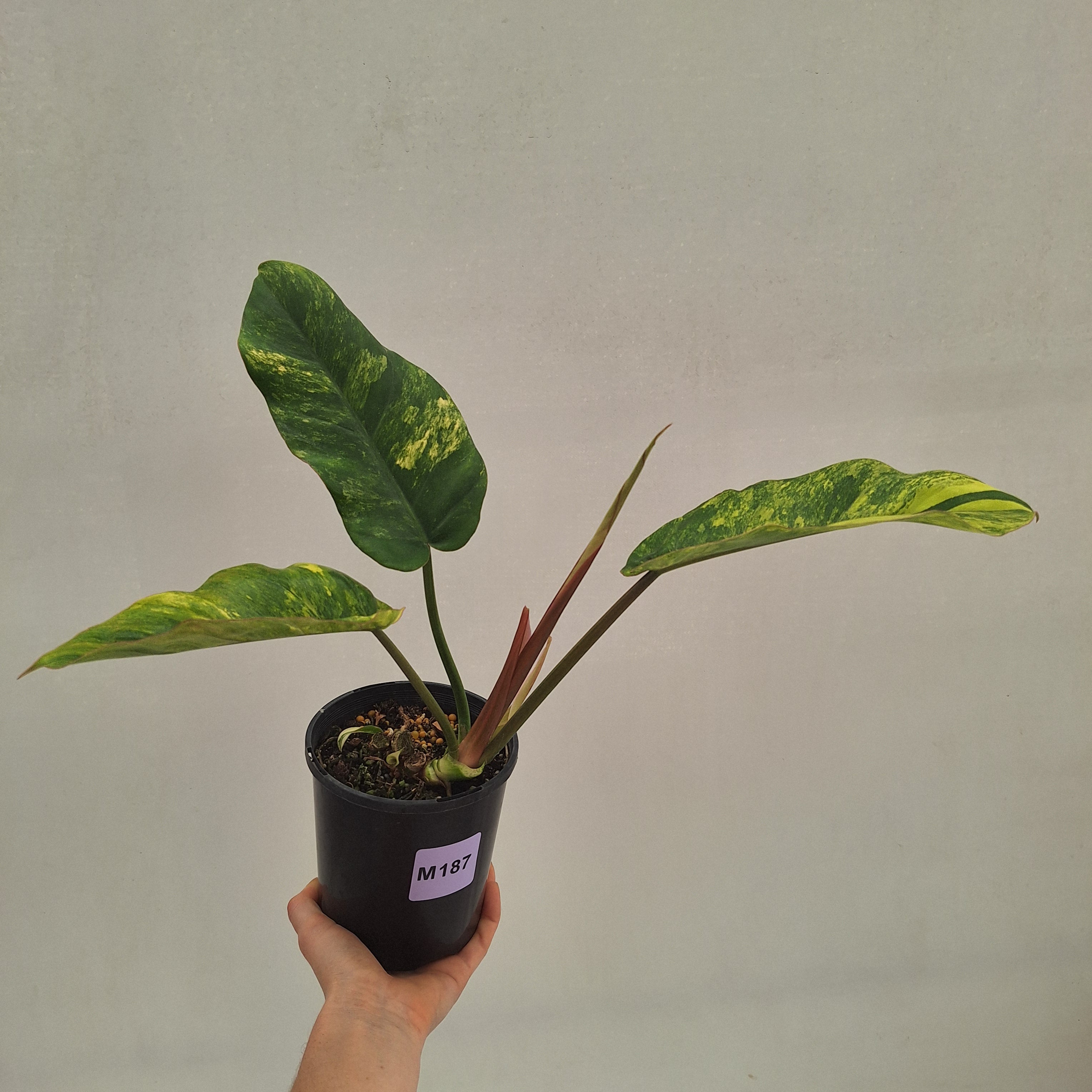 Philodendron pinnatifidum 'Jungle Fever Egg Yolk"