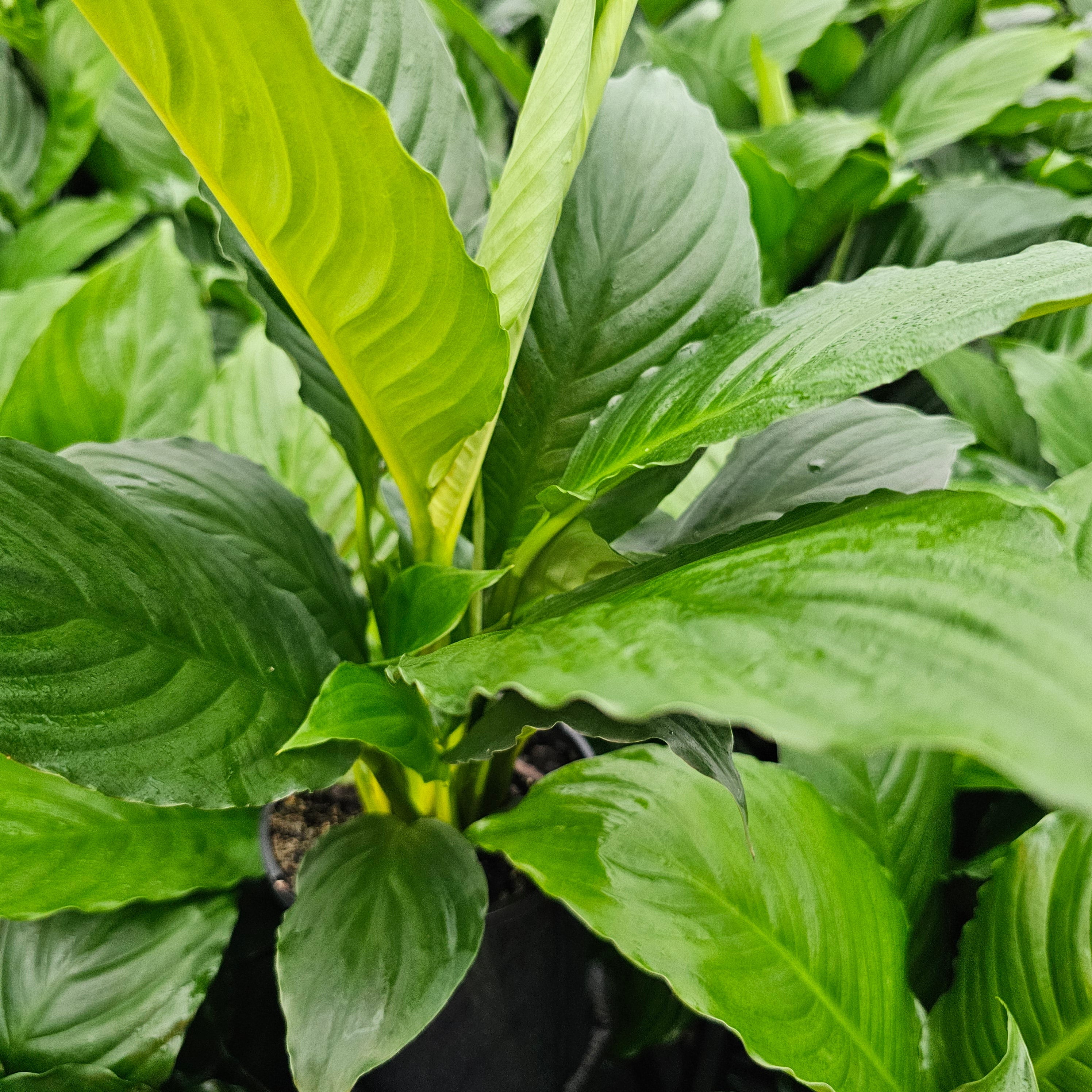 Spathiphyllum floribundum Peace Lily