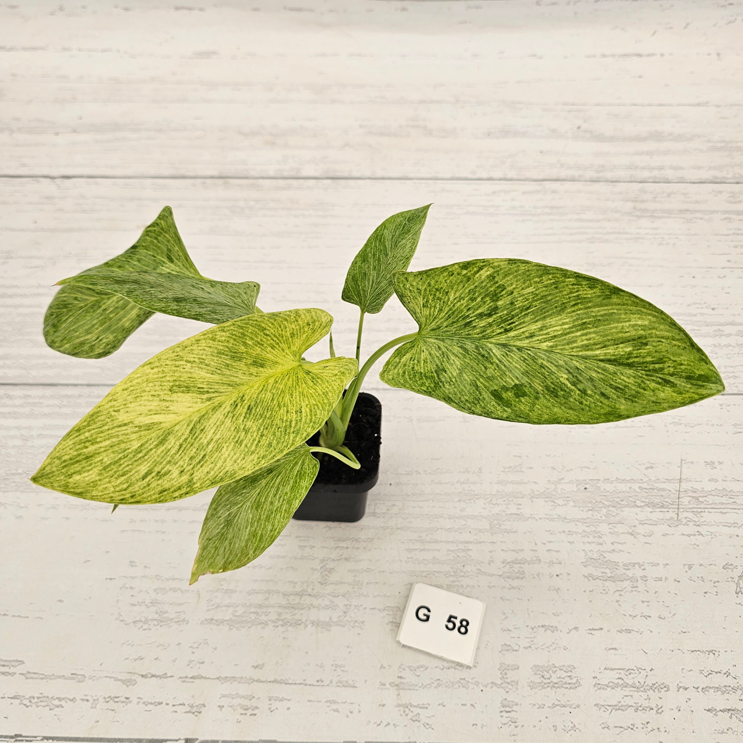 Homalomena sulcata ‘Cream Frost’ - SALE