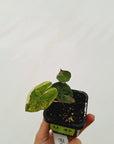 Alocasia macrorrhizos 'plumbea Variegata'