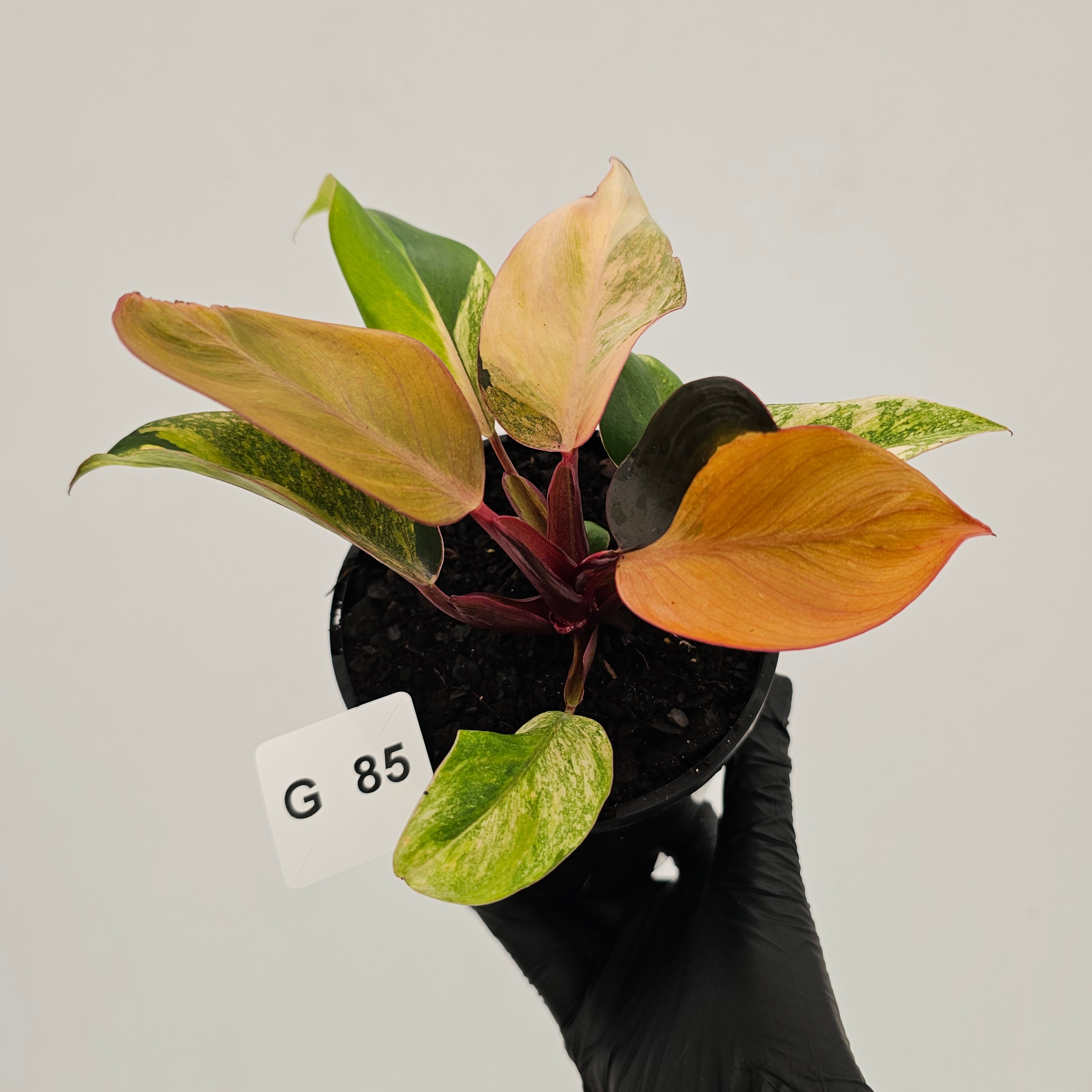 Philodendron 'Orange Princess' Sport
