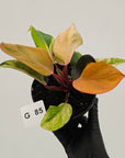 Philodendron 'Orange Princess' Sport
