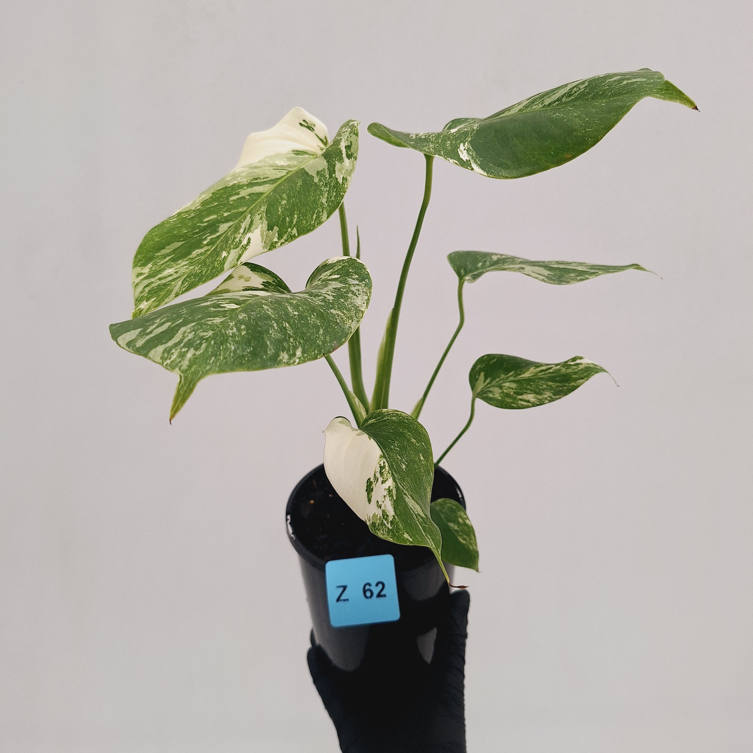 Monstera borsigiana 'Albo'