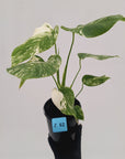 Monstera borsigiana 'Albo'