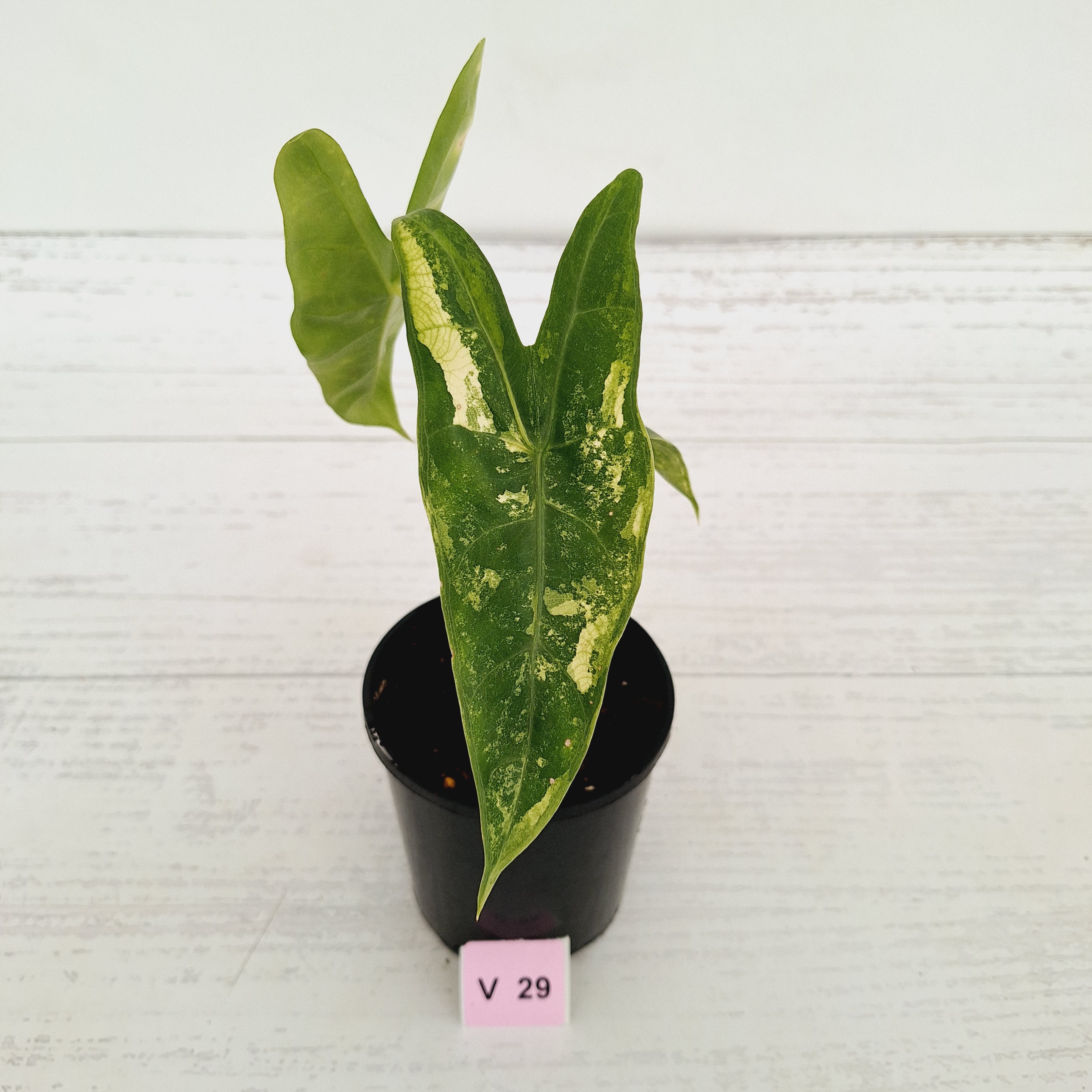 Alocasia  no ID
