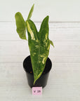 Alocasia  no ID