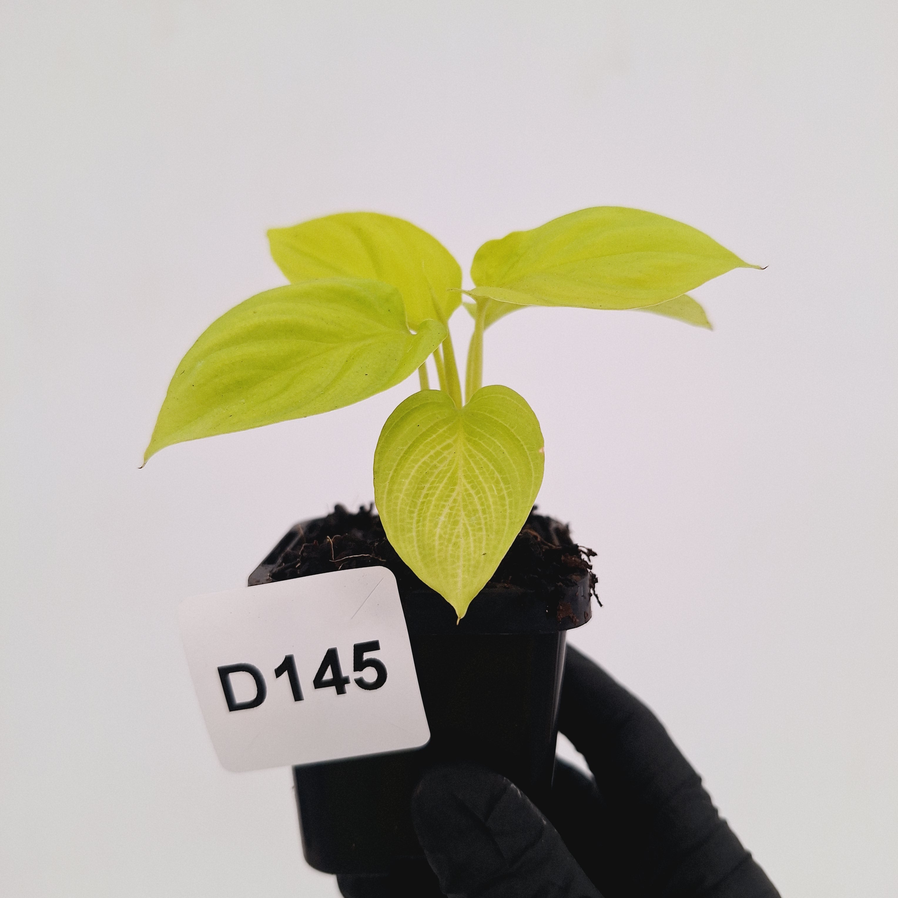 Homalomena rubescens Golden Hibiscus’ - Bare Bottom Baby