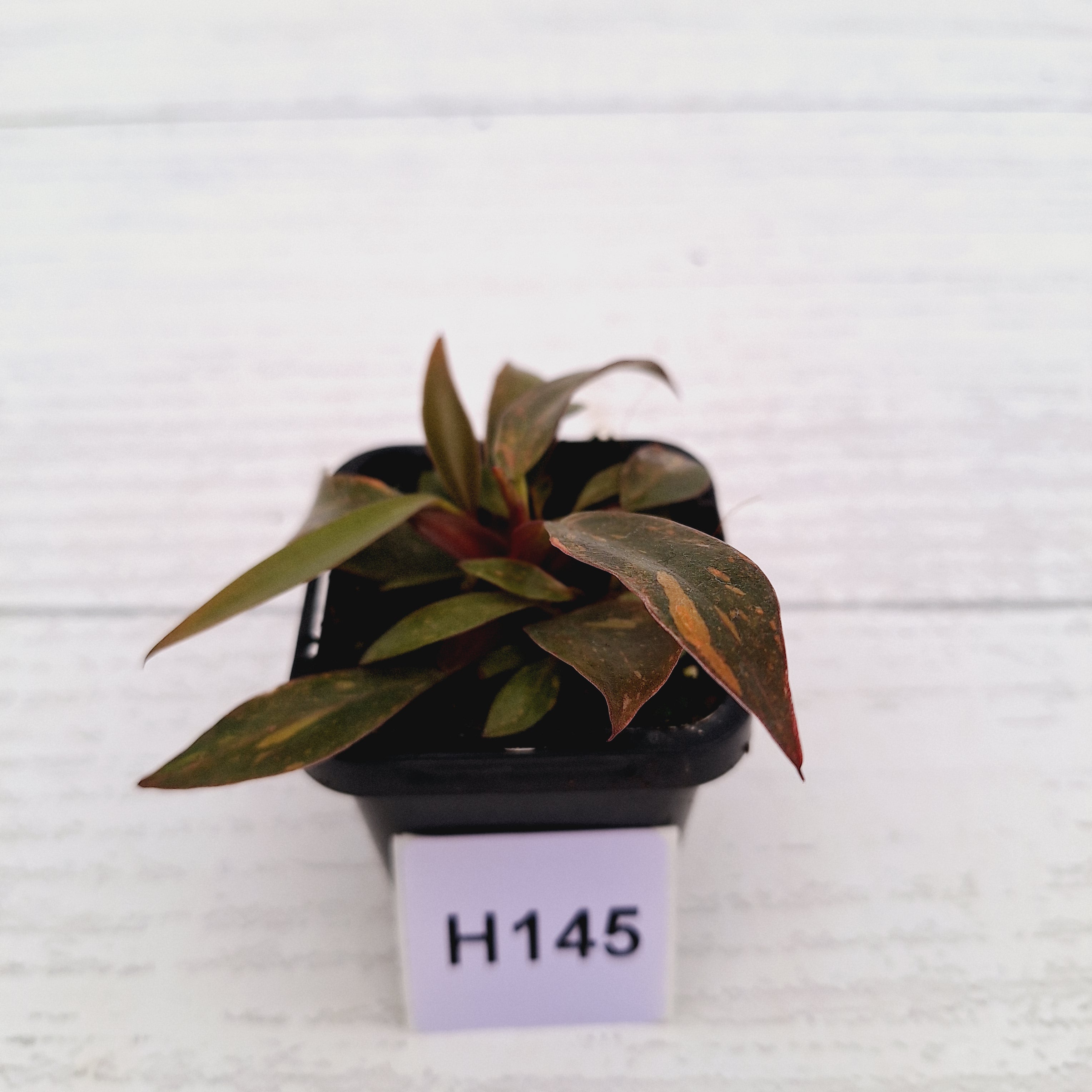 Philodendron &#39;Orange Princess&#39;