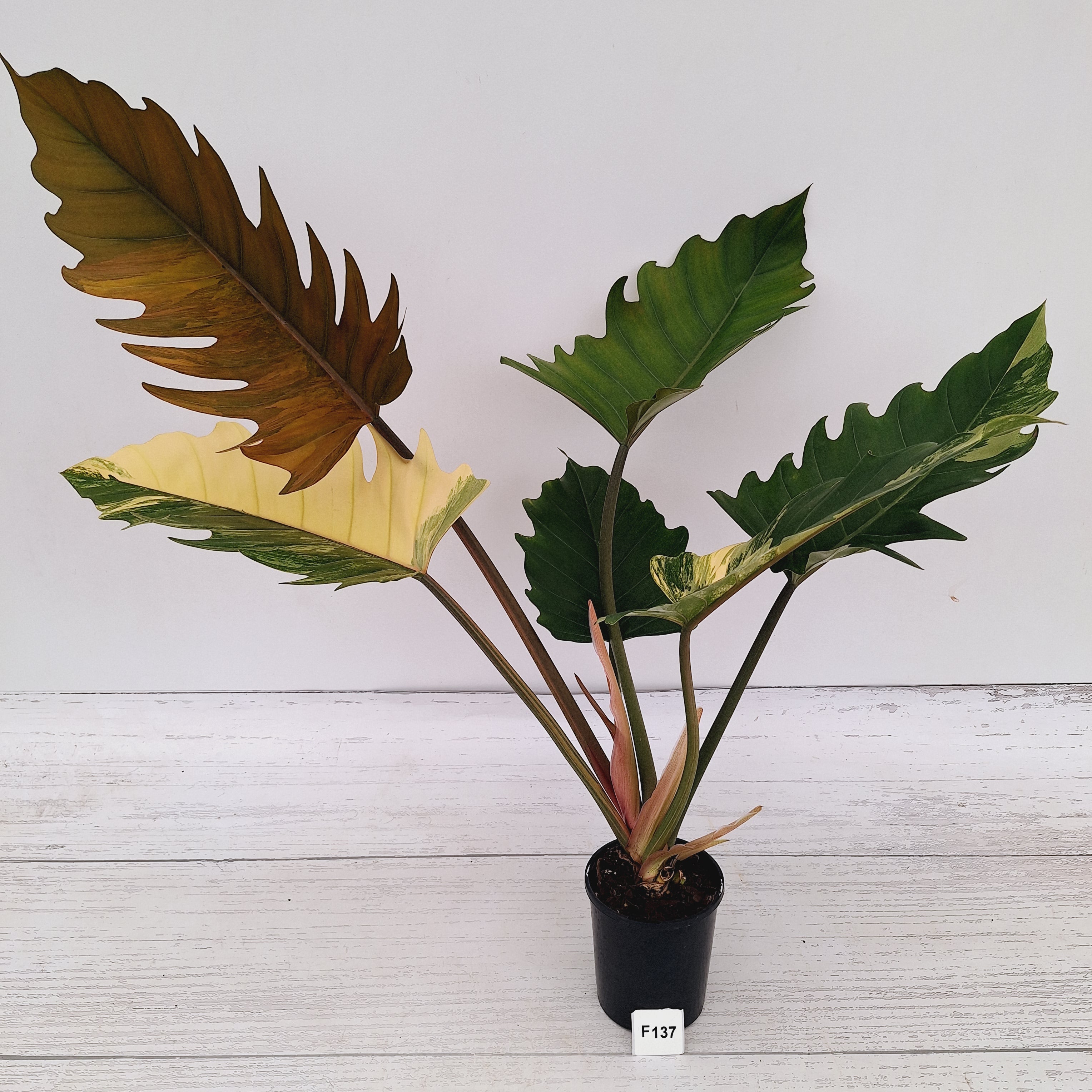 Philodendron serratum Caramel Marble