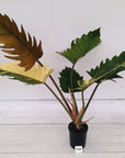 Philodendron serratum Caramel Marble