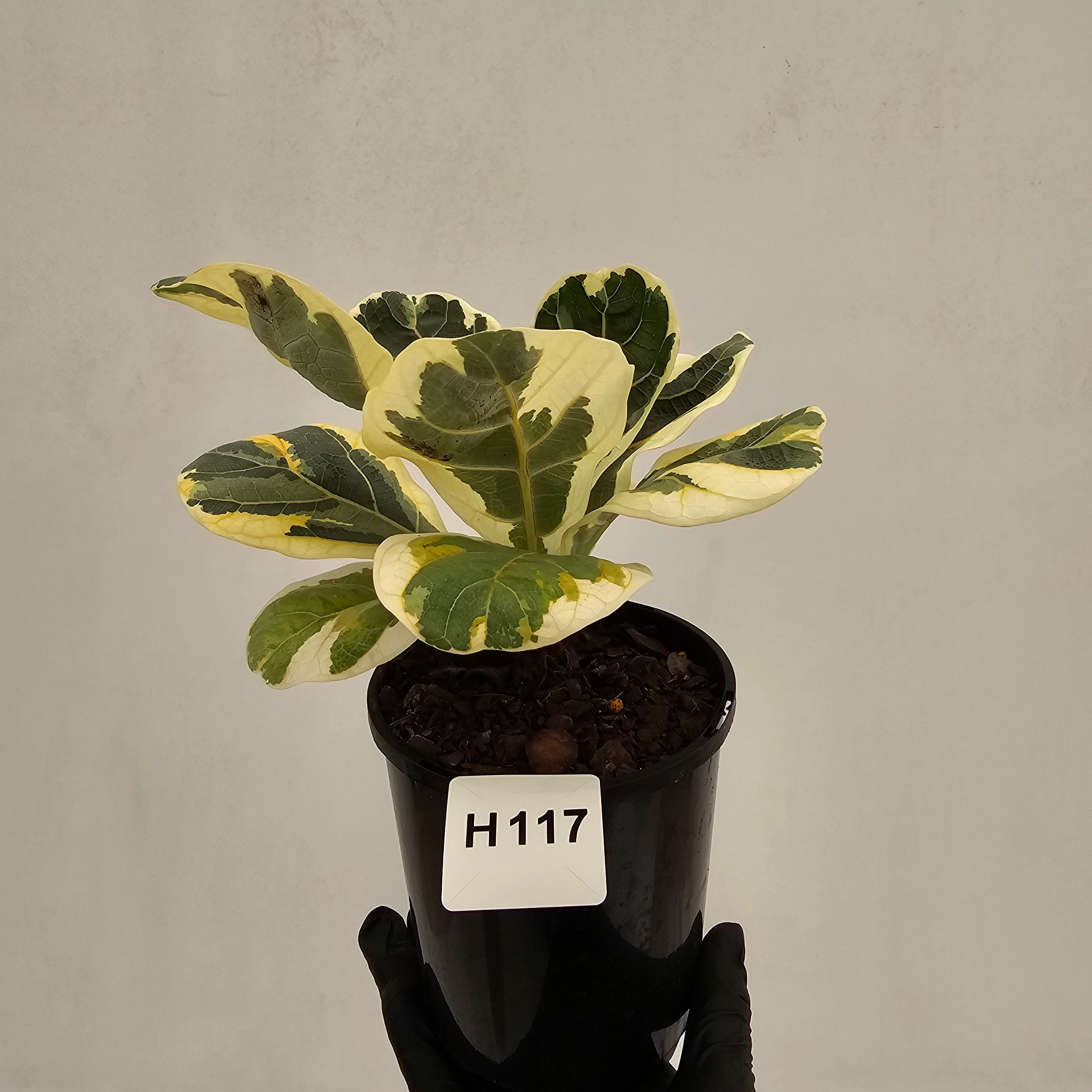 Ficus lyrata Variegata