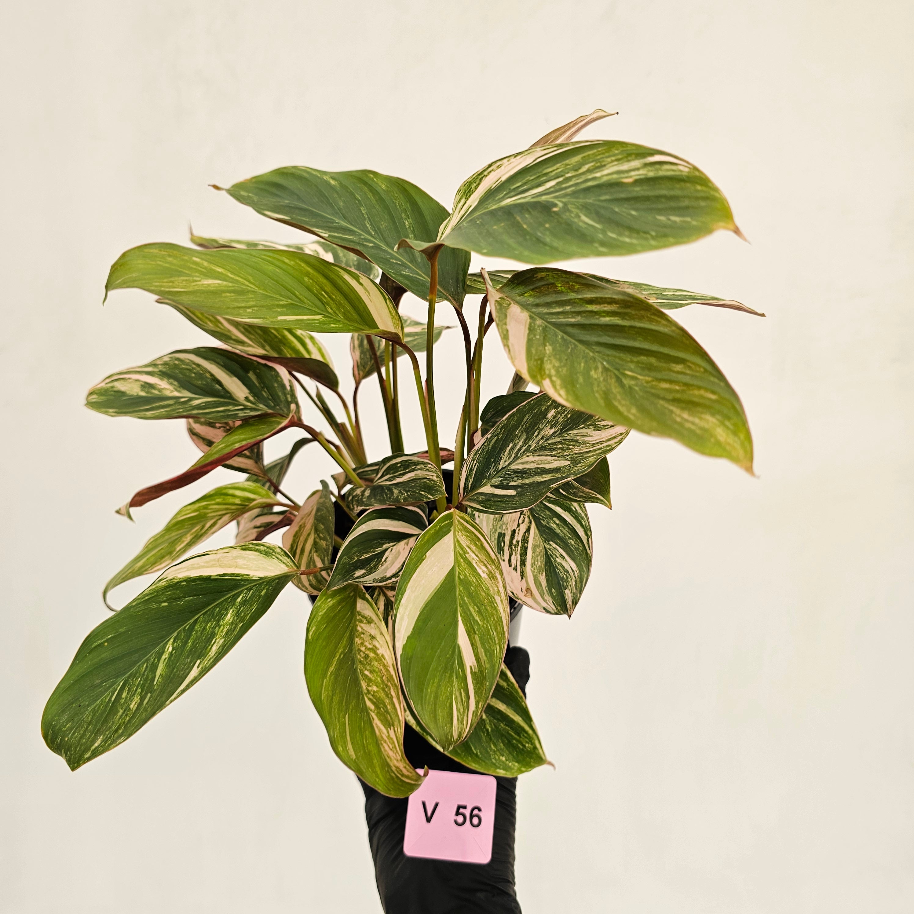 Calathea spp. Glaza