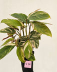 Calathea spp. Glaza