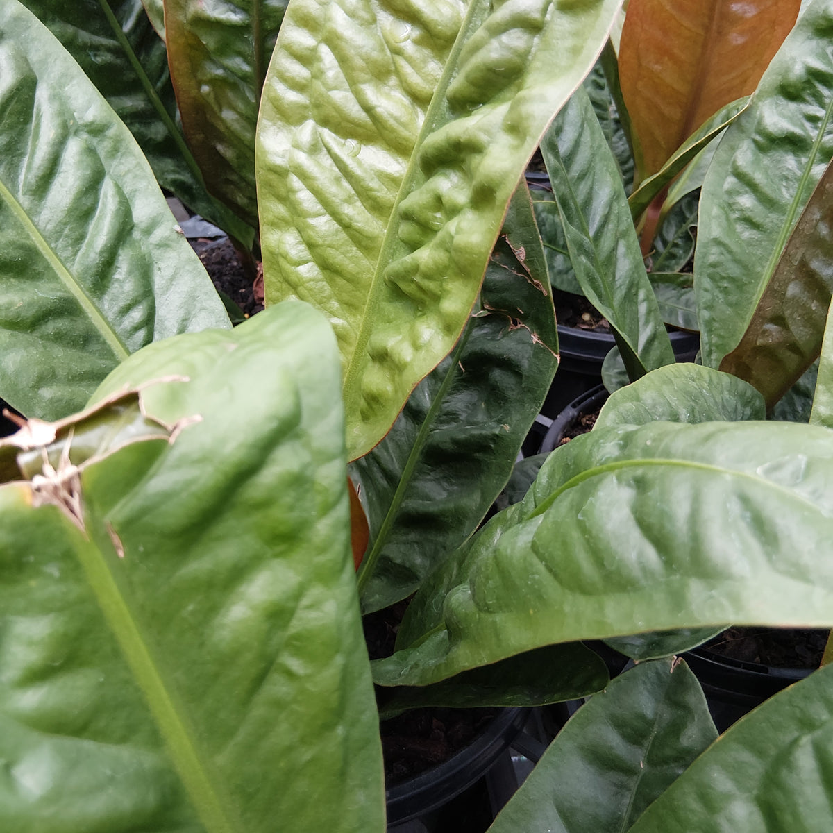 Anthurium superbum- Perfectly Imperfect Plants