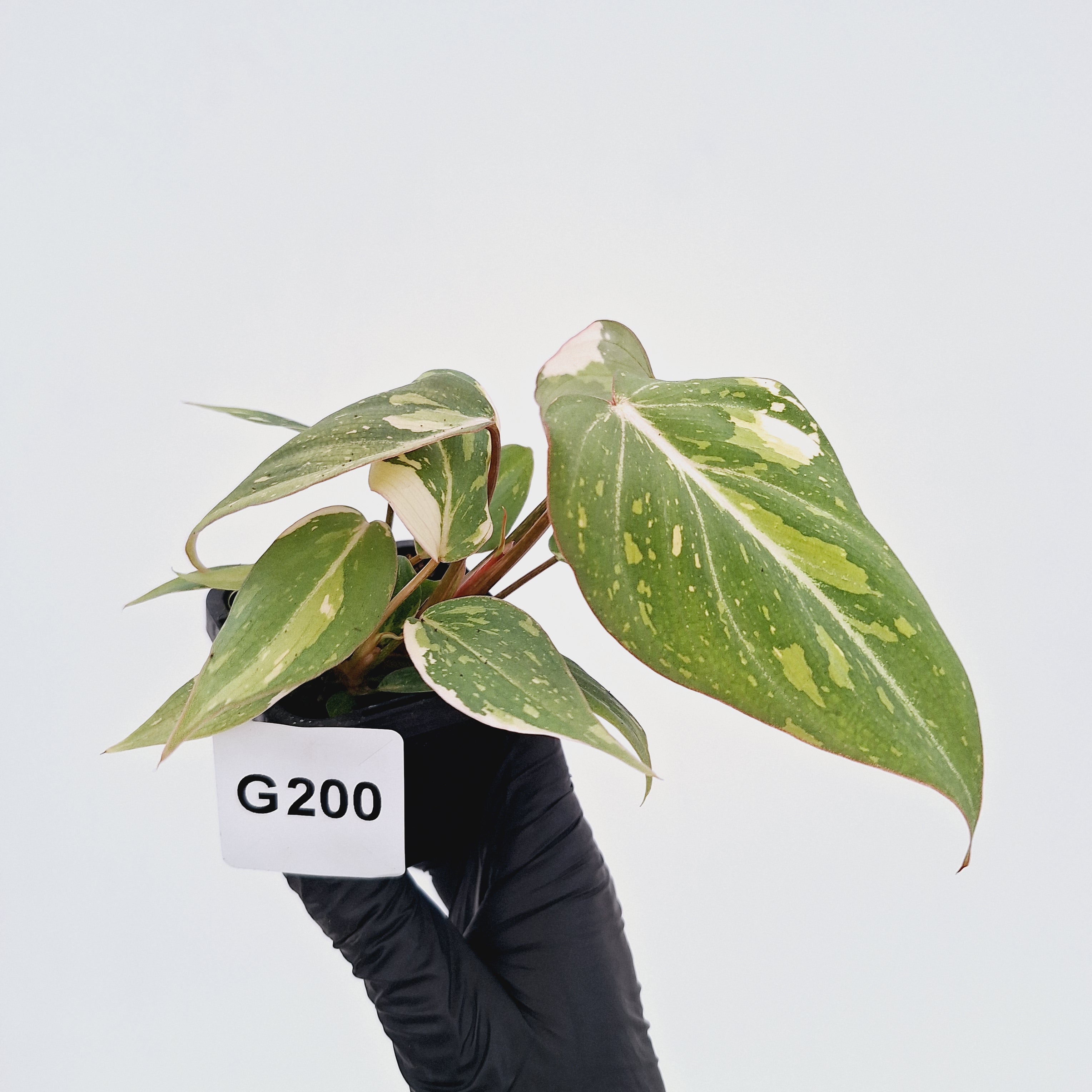 Philodendron gloriosum white vien variegata - SALE