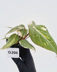 Philodendron gloriosum white vien variegata - SALE