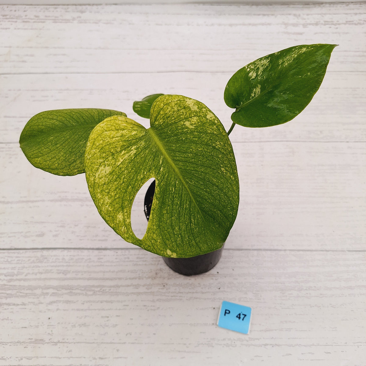 Monstera Deliciosa 'White Monster'