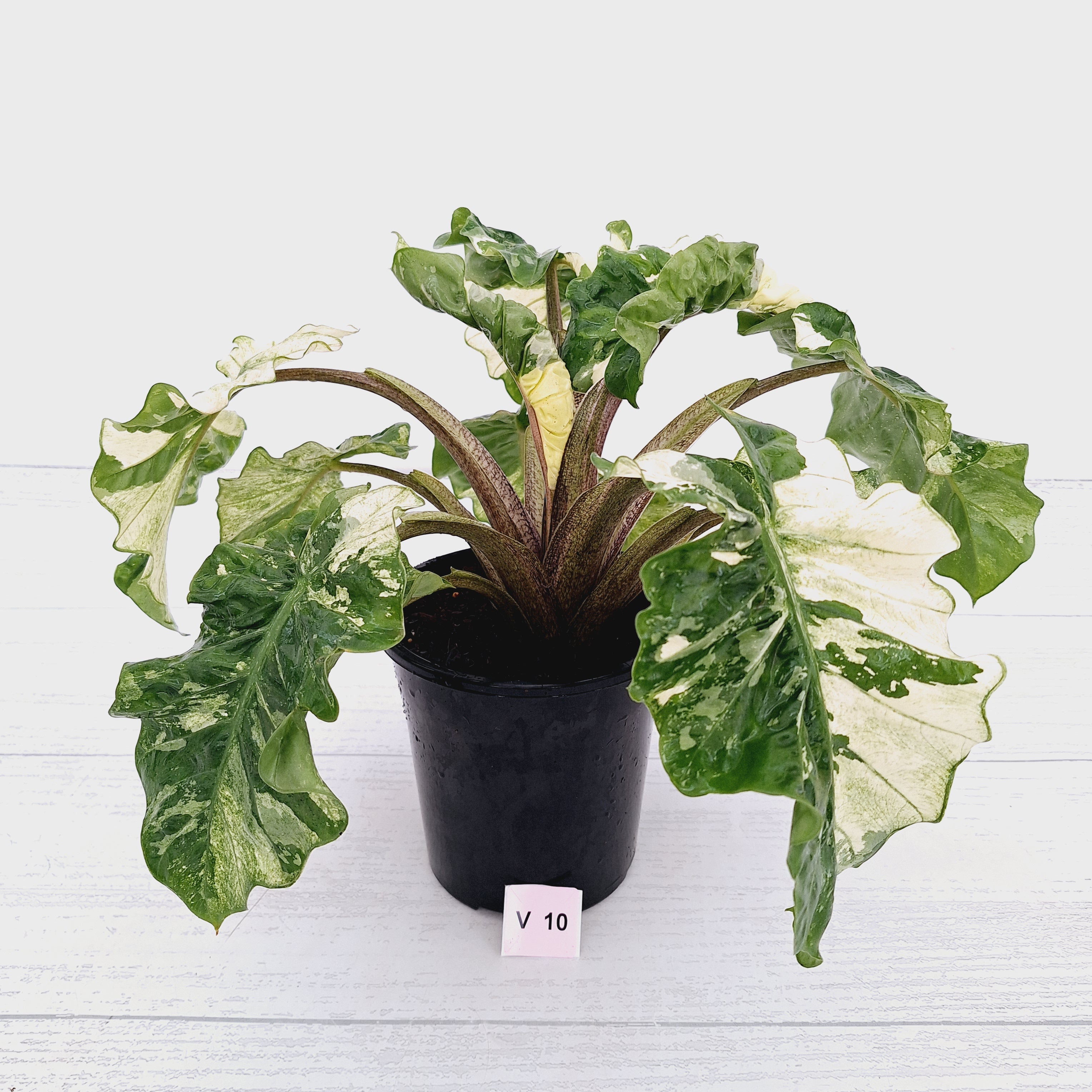 Alocasia odora x portei Low Rider Variegata - SALE