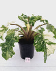 Alocasia odora x portei Low Rider Variegata - SALE