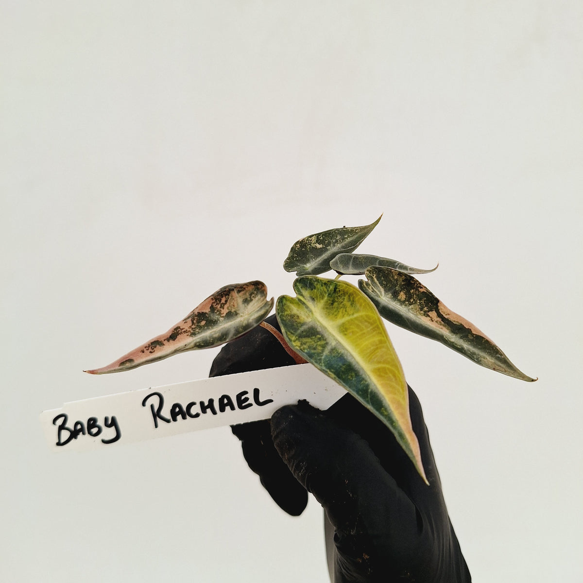 Alocasia Amazonica bambino Variegata - Bare Bottom Baby