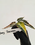 Alocasia Amazonica bambino Variegata - Bare Bottom Baby