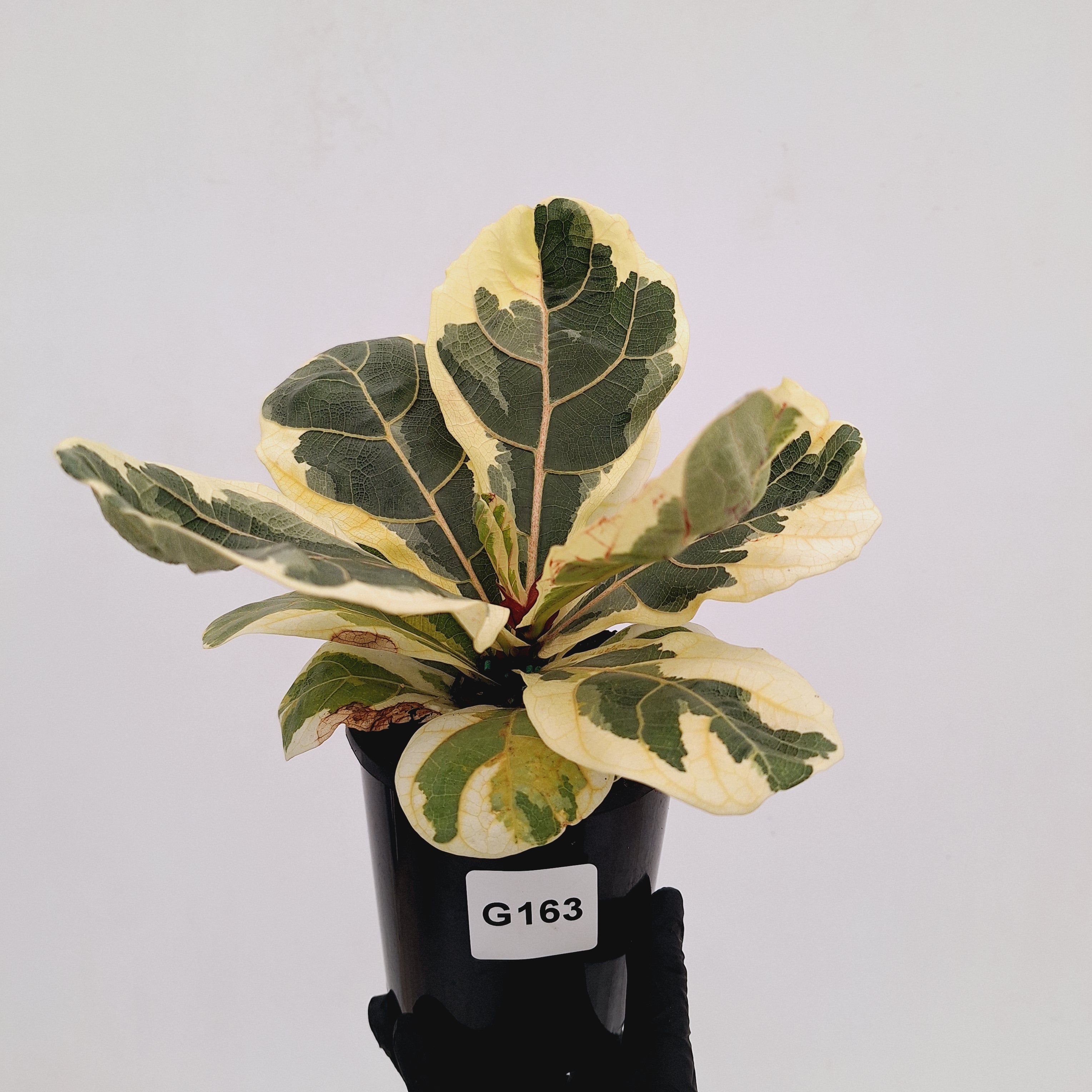 Ficus lyrata Variegata