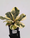 Ficus lyrata Variegata