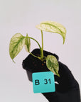 Monstera Deliciosa 'White Monster'