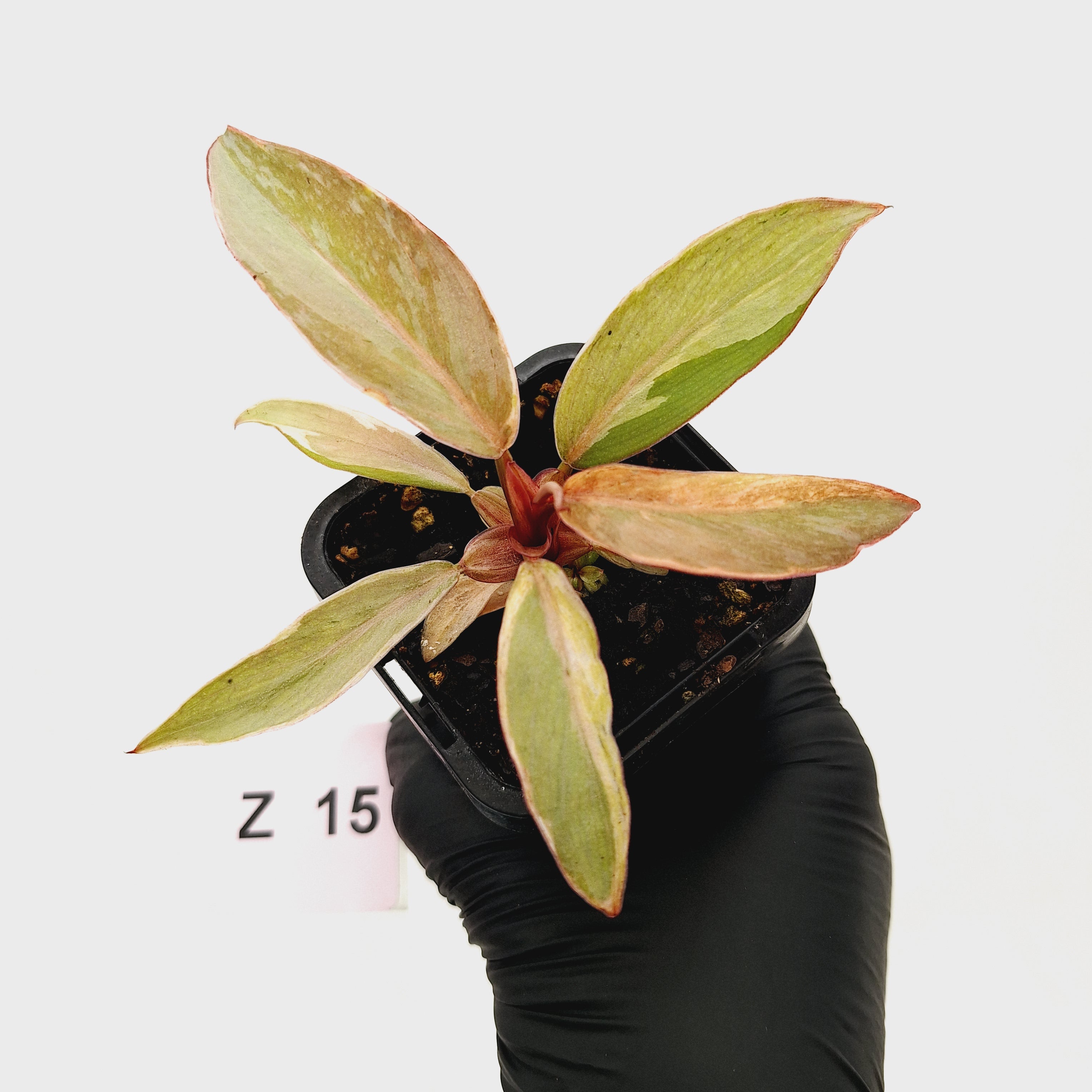 Philodendron &#39;Orange Princess&#39;